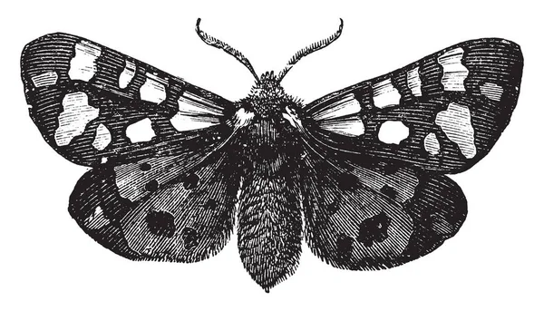 Tiger Moth Pertenece Tribu Bombycina Polillas Dibujo Líneas Vintage Ilustración — Archivo Imágenes Vectoriales