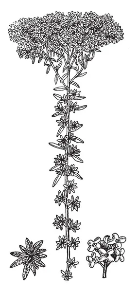Képen Látható Alyssum Könyvben Növények Levelei Kis Sűrű Termelő Virágok — Stock Vector