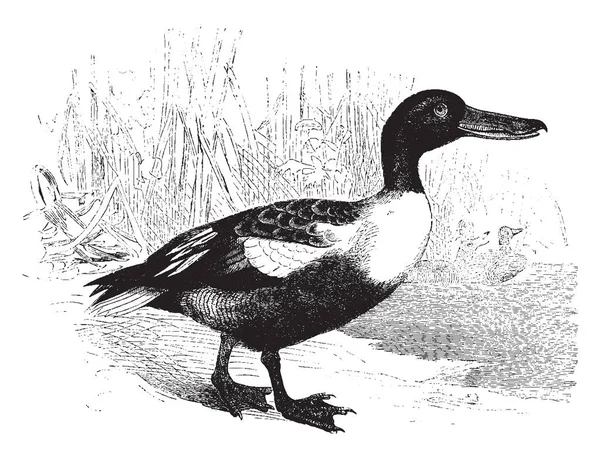 Northern Shoveler Est Canard Commun Répandu Dessin Ligne Vintage Illustration — Image vectorielle