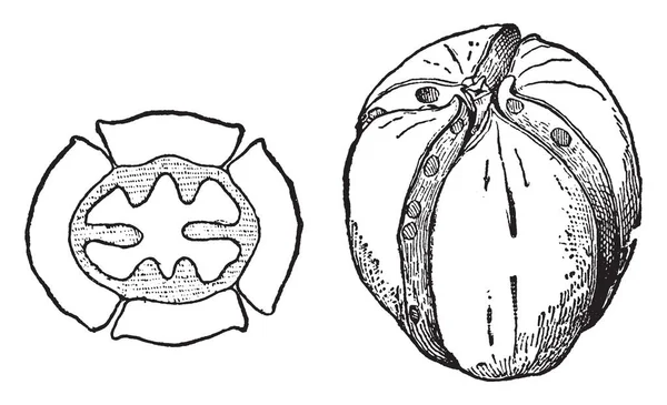 Una Imagen Que Muestra Sección Transversal Fruto Completo Carya Ovata — Archivo Imágenes Vectoriales