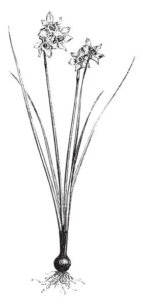 Квіти Нарцисів Правило Білі Або Жовті Характеризуються Вузькою Трубчастою Основою — стоковий вектор