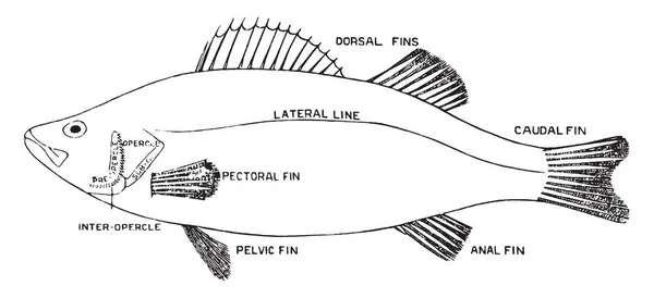 Окунь Загальною Назвою Риб Рід Місті Perca Vintage Штриховий Малюнок — стоковий вектор