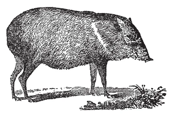 ペッカリーは中型家族 Tayassuidae Suina ビンテージの線描画や彫刻イラストの哺乳類を有蹄類 — ストックベクタ