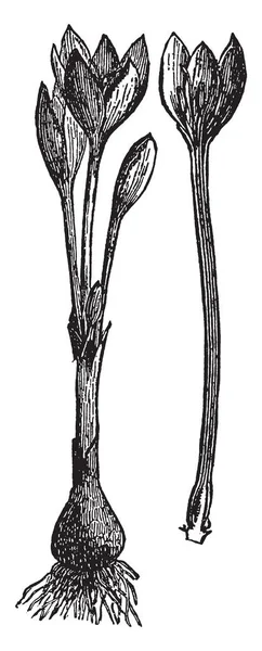 Una Imagen Que Muestra Planta Meadow Saffron Cuyos Bulbos Semillas — Archivo Imágenes Vectoriales