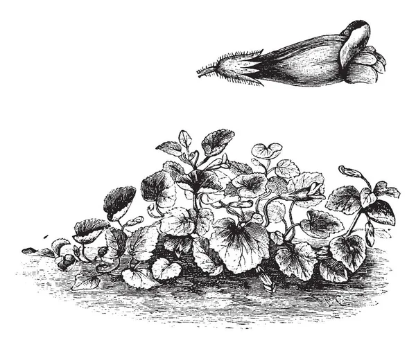 金鱼草 Asarina 花称为尾随金鱼 这朵花从琼到7月开花 它主要见于伊比利亚半岛 复古线条画或雕刻插图 — 图库矢量图片