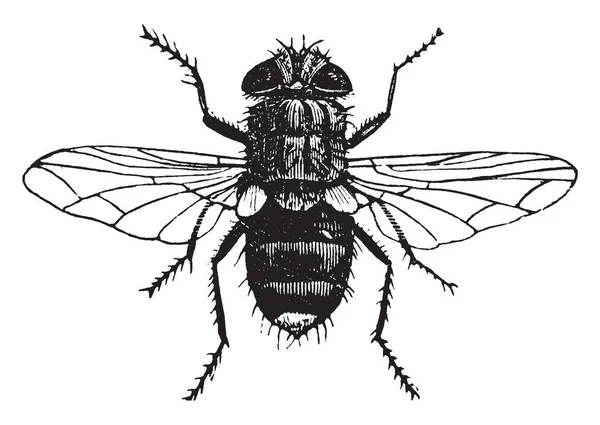 Žlutá Sledoval Tachina Fly Hmyz Rodině Tachinidae Vintage Kreslení Čar — Stockový vektor