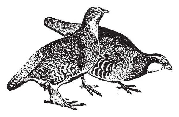 パートリッジ ゲーム鳥ライチョウの家族 ビンテージの線の描画に属するやイラストを彫刻 — ストックベクタ
