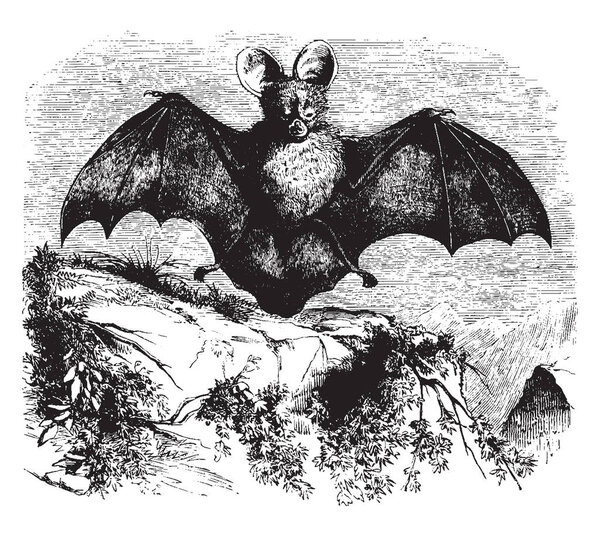 Egyptian Slit Faced Bat which communicates with the mouth by a small opening with the mouth by a small opening in the cheek, vintage line drawing or engraving illustration.
