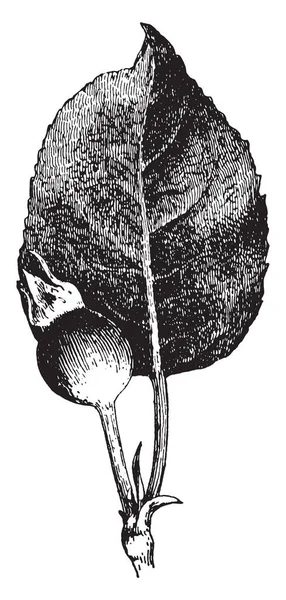 Цьому Зображенні Починає Рости Молодий Цвіт Яблук Вінтажний Малюнок Лінії — стоковий вектор