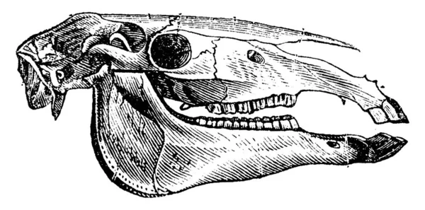 馬の頭蓋骨のヴィンテージには 図が刻まれています 1880 動物の自然史 — ストックベクタ