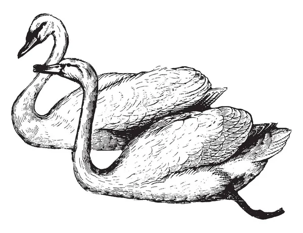Swan Tem Sido Objeto Admiração Por Seu Pescoço Gracioso Desenho — Vetor de Stock