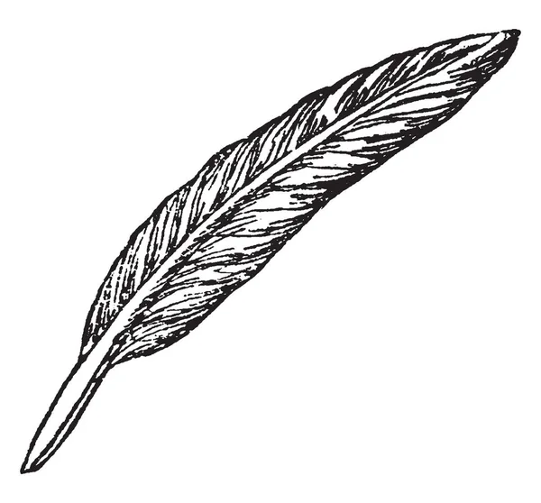 羽毛是一种由大鸟的蜕皮飞行羽毛 复古线条画或雕刻插图制成的书写机具 — 图库矢量图片