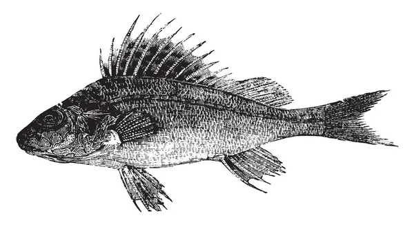 Ruffe Una Specie Europea Illustrazione Linee Vintage Incisione — Vettoriale Stock