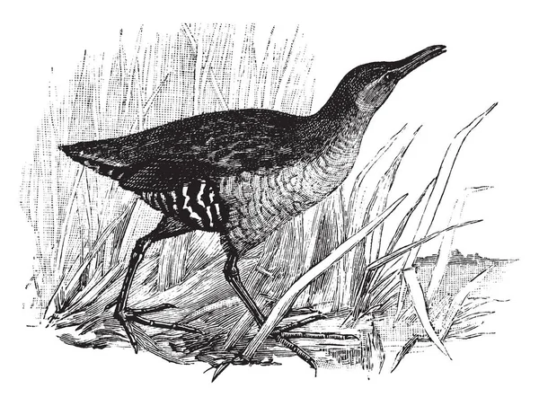 Virginia Rail Pássaro Cor Escura Com Pernas Castanhas Alaranjadas Desenho — Vetor de Stock