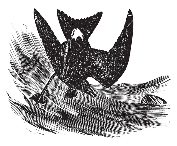 Leach Petrel Een Kleine Zeevogel Uit Familie Marmergrondel Vintage Lijntekening — Stockvector