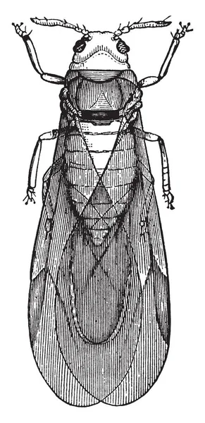 Pulga Rayada Insecto Muy Pequeño Destructivo Para Vegetación Dibujo Líneas — Archivo Imágenes Vectoriales