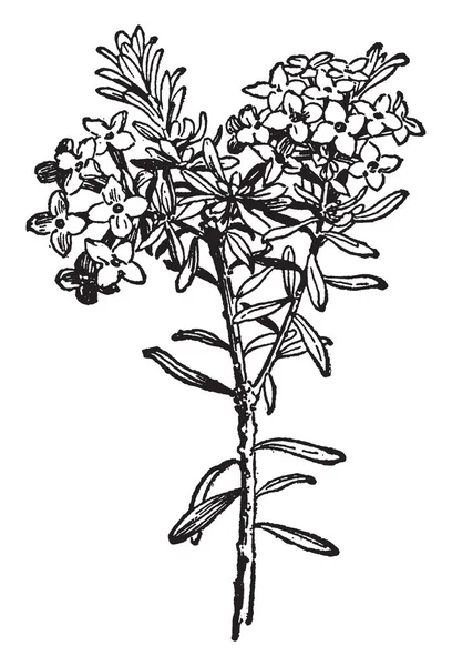 ダフネ Cneorum 開花植物です 頭花はピンク 花にある 枚の花びら ビンテージの線描画や彫刻イラスト — ストックベクタ