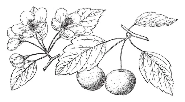 Crabapples 장식적인 나무가 다채로운 제공으로 인기가 있습니다 과일은 수시로 수많은 — 스톡 벡터