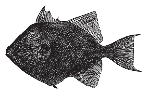 Triggerfish Jest Kolorowych Ryb Vintage Rysowania Linii Lub Grawerowanie Ilustracja — Wektor stockowy