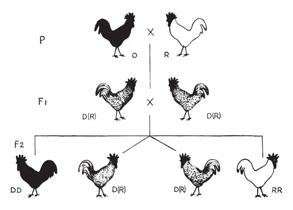 Genetyka Wykresu Gdzie Jest Nadrzędnym Czarny Dominujący Biały Recesywny Vintage — Wektor stockowy