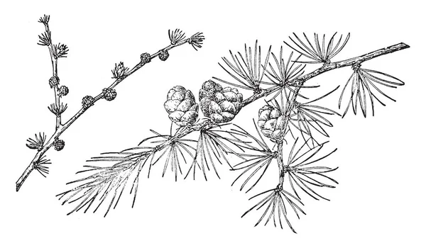 Conos Pino Pequeños Colgando Verticalmente Rama Árbol Dibujo Línea Vintage — Archivo Imágenes Vectoriales