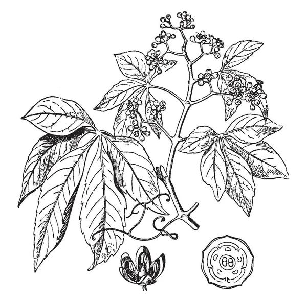 バージニア クリーパーはナツヅタ Quinquefolia 種のブドウの家族 ブドウ で開花植物のフォームです 植物は成長の表面 ビンテージ ライン描画または彫刻の図に — ストックベクタ
