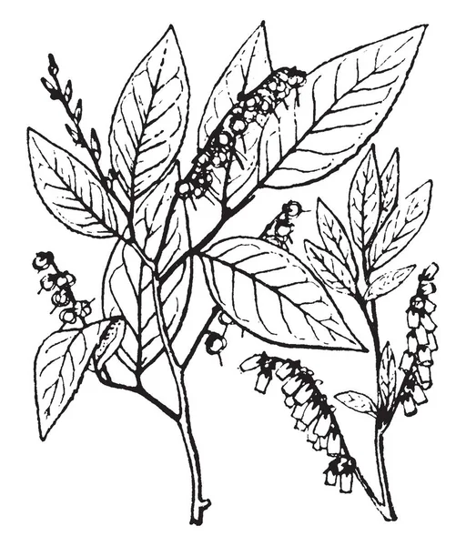 Leucothoe Rod Asi Druhů Kvetoucích Rostlin Čeledi Vřesovcovité Původní Asii — Stockový vektor