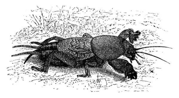 Mole Cricket Vintage Gravada Ilustração Vie Dans Nature 1890 —  Vetores de Stock