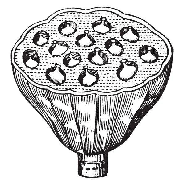 Een Gerijpte Vrucht Van Nelumbium Het Groot Cup Gevormd Vintage — Stockvector