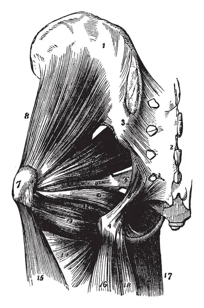 Denna Illustration Representerar Musklerna Höft Vintage Linje Ritning Eller Gravyr — Stock vektor