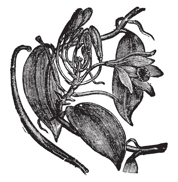 香草兰花是香草兰花的一种 花是绿黄色的 直径为5厘米 植物是自育的 复古线图画或雕刻例证 — 图库矢量图片
