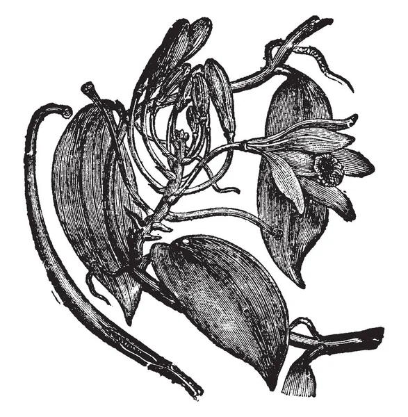 Vanilla Planifolia Una Especie Orquídea Vainilla Las Flores Son Color — Archivo Imágenes Vectoriales