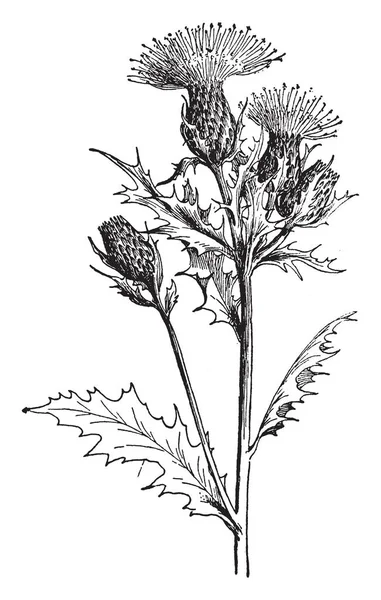 Cirsium Muticum Известен Болотный Чертополох Cirsium Muticum Двухлетнее Растение Высотой — стоковый вектор