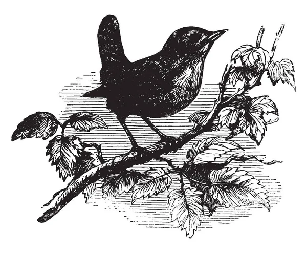 Europese Wren Welke Bovendelen Uniform Kleur Vintage Lijntekening Gravure Illustratie — Stockvector