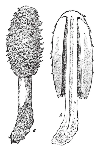 Capuchón Cubierto Con Escamas Forma Campana Fruto Aparece Parte Superior — Vector de stock