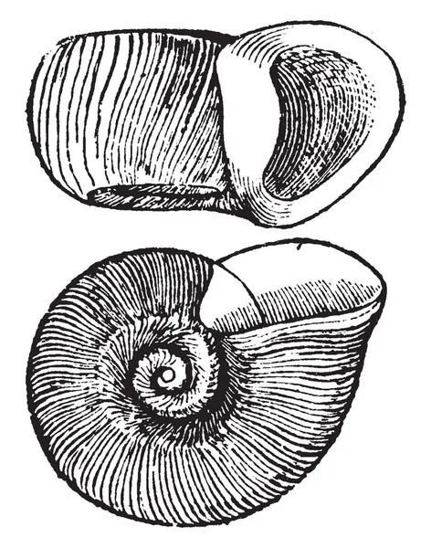 Planorbis Trivolvis Estanque Común Caracol Río Dibujo Línea Vintage Ilustración — Vector de stock