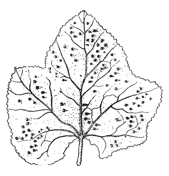 Picture Showing Hollyhock Leaf Rust Broad Leaf Vintage Line Drawing — Stock Vector