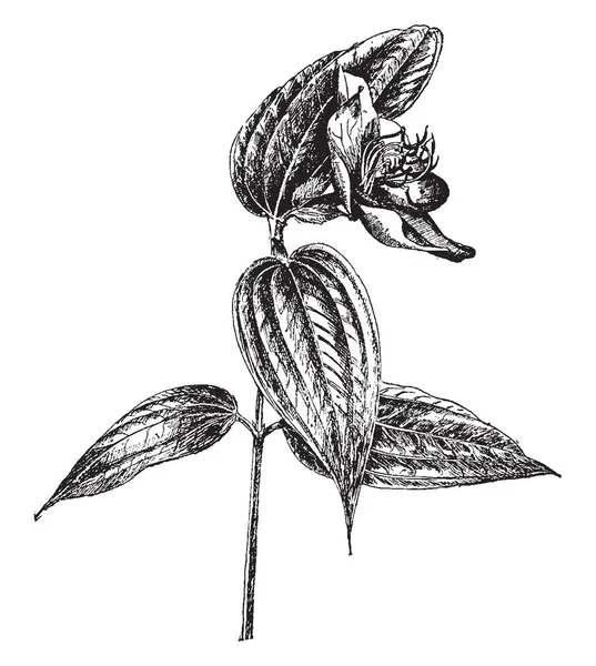 Arbusto Siempreverde Tibouchina Semidecandra Que Encuentra Principalmente Brasil Dibujo Línea — Archivo Imágenes Vectoriales