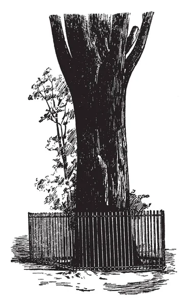 図面やイラストを彫刻 フェンシング ビンテージの線に囲まれた古い木の幹の写真 — ストックベクタ