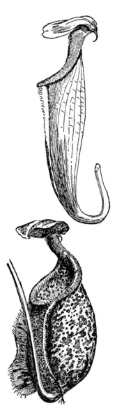 Imagen Muestra Cómo Una Jarra Plantas Cambian Forma Tamaño Como — Archivo Imágenes Vectoriales