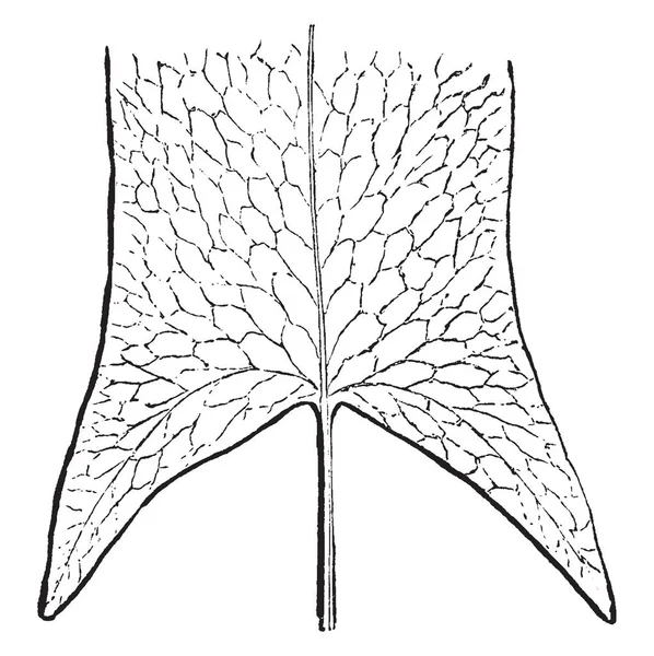 Illustration Arrow Fronded Fern Blackish Long Leaf Vintage Line Drawing — Stock Vector