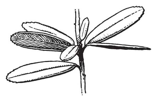 Una Imagen Las Hojas Ampelothamnus Que Están Dentadas Cerca Del — Archivo Imágenes Vectoriales