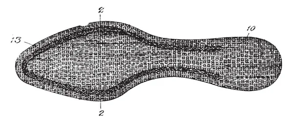 Zapato Plantilla Material Puesta Dentro Zapato Para Mayor Comodidad Protección — Vector de stock