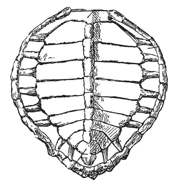 Schildkrötenpanzer Ist Ein Hochkomplizierter Schild Für Die Bauch Und Rückenpartie — Stockvektor