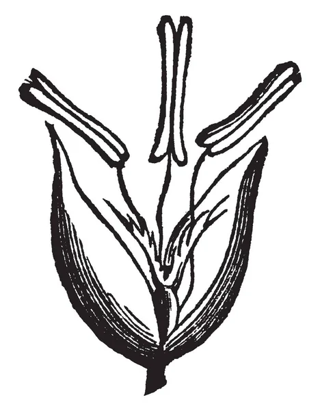 Картина Схожа Квітку Інший Росте Яєчників Яєчники Обидві Сторони Покриті — стоковий вектор