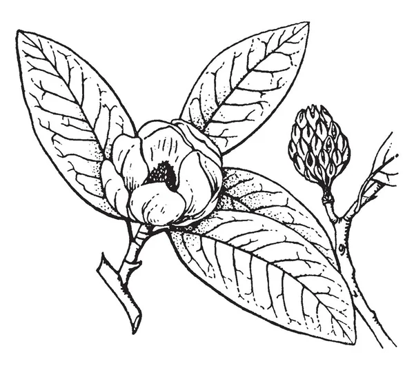 Detta Magnoliaträd Som Har Små Blommor Det Vintage Linje Ritning — Stock vektor