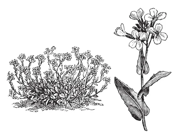 Esta Imagen Muestra Planta Arabis Alpina Habit Flowers Las Hojas — Archivo Imágenes Vectoriales