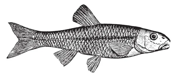 River Chub Est Poisson Cyprinoïde Dessin Ligne Vintage Illustration Gravure — Image vectorielle