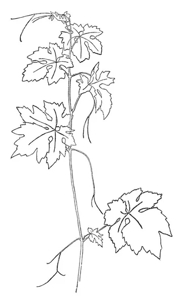 Afbeelding Toont Vitis Vinifera Plant Het Toont Blaadjes Stengels Deel — Stockvector