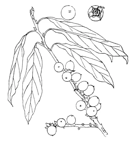 Una Rama Diospyros Loto Con Hojas Largas Frutas Flores Dibujo — Archivo Imágenes Vectoriales